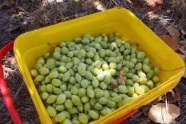 Mayi Harvests rocked by theft of $12,000 of frozen gubinge in Broome